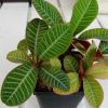 Vai alla scheda di Euphorbia leuconeura