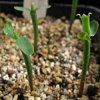 Vai alla scheda di Euphorbia oncoclada