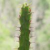 Vai alla scheda di Euphorbia sp. nova