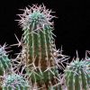Vai alla scheda di Euphorbia stellaespina