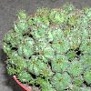 Vai alla scheda di Euphorbia submammillaris