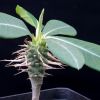 Vai alla scheda di Euphorbia viguieri v. capuroniana