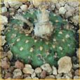 frailea cataphracta