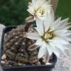 gymnocalycium ragonesii