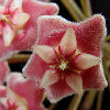 Vai alla scheda di Hoya pubicalyx cv. silver pink