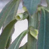 Vai alla scheda di Monadenium crispum