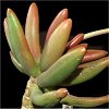 Vai alla scheda di Pachyphytum viride