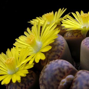 Lithops in fiore di Tonino