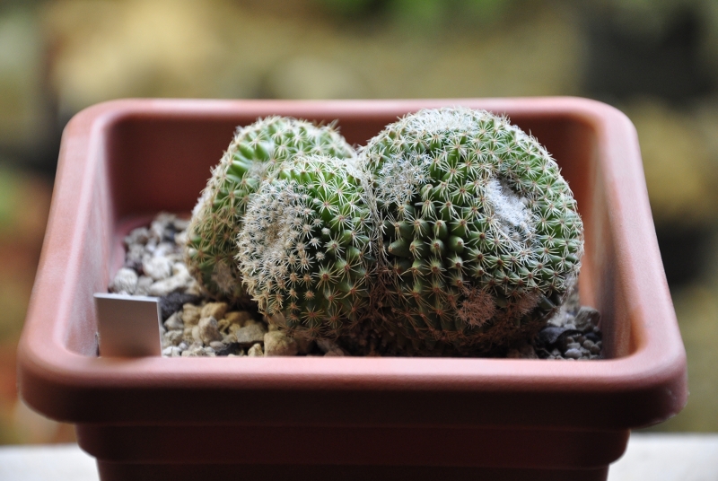 Mammillaria huitzilopochtli v. coyopoliana PN 19