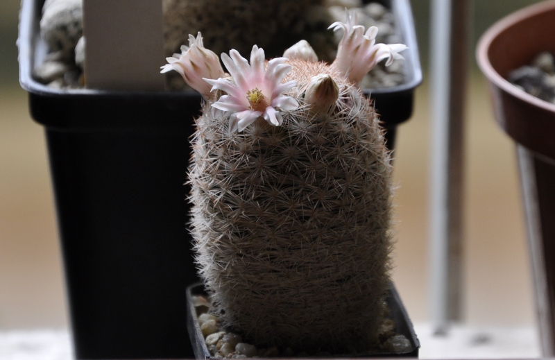 Mammillaria magallanii 
