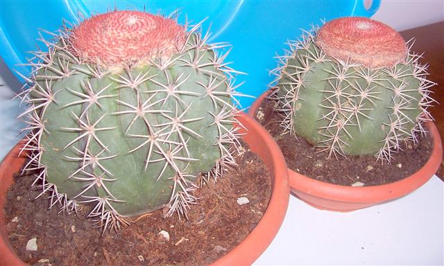  Melocactus Matanzanus 