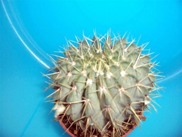 Parodia Buiningii  