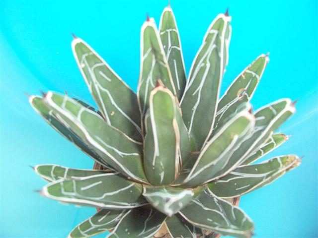  Agave  Vittoriae Reginae 