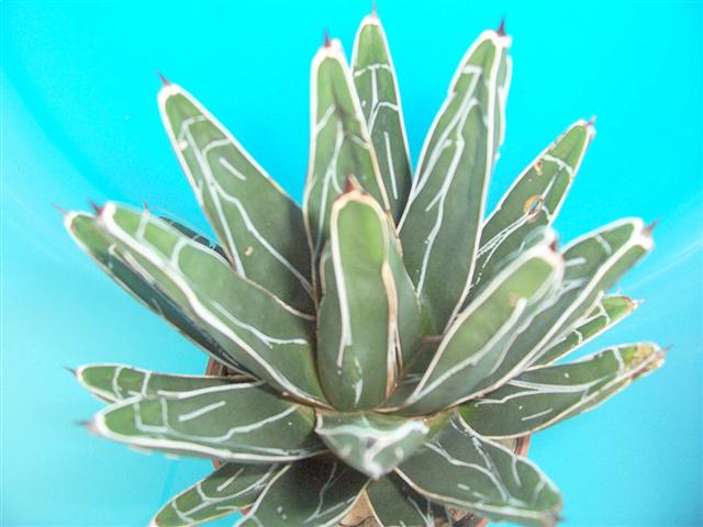  Agave  Vittoriae Reginae 