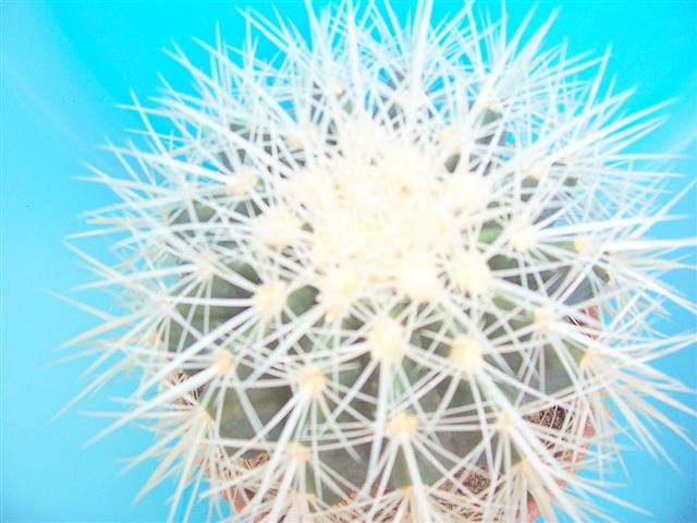  Echinocactus Grusoni Albispina 