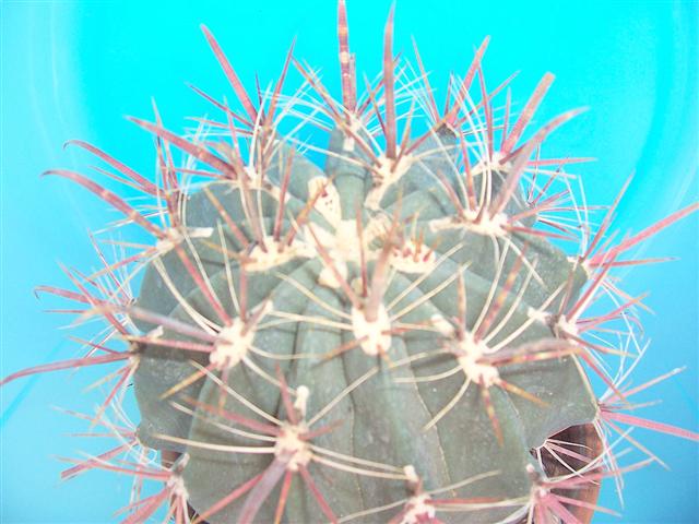  Ferocactus ... 
