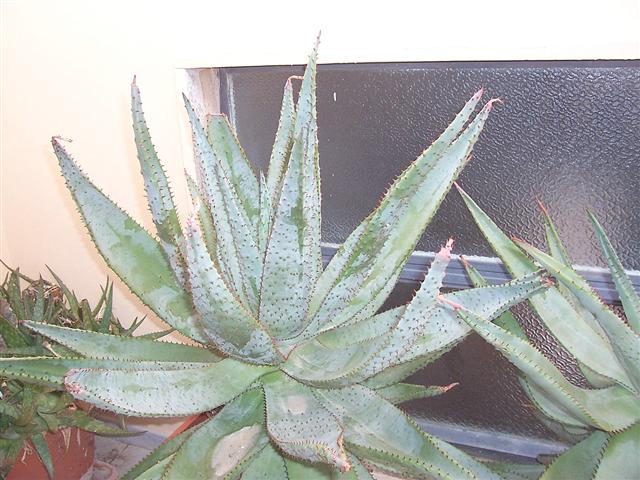 Aloe ferox 