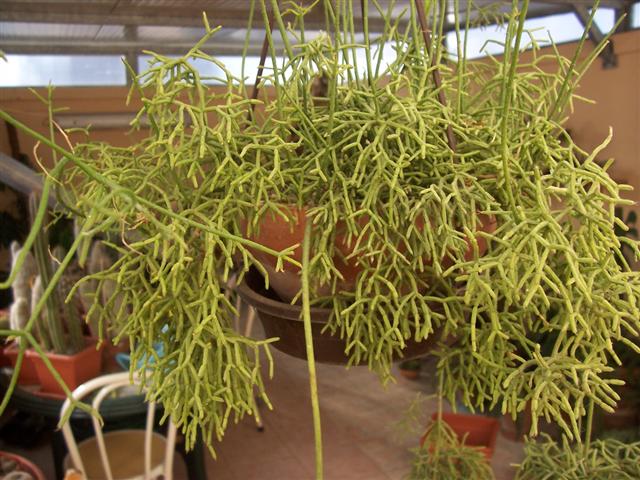 Rhipsalis cereuscula 