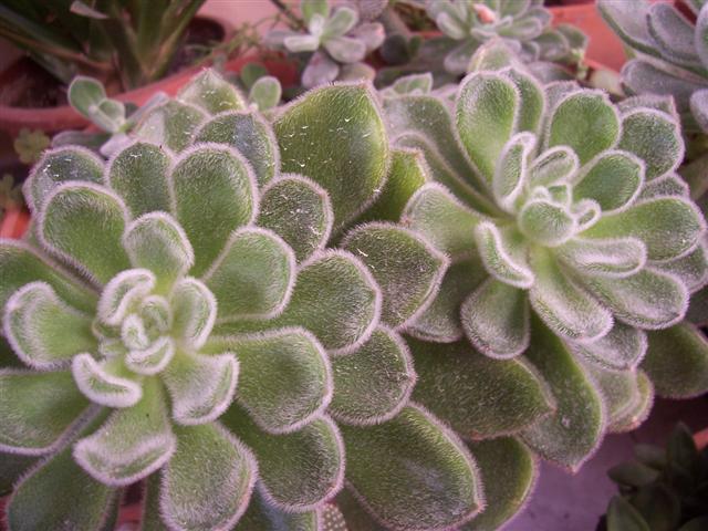 Echeveria pulvinata cv. frosty 