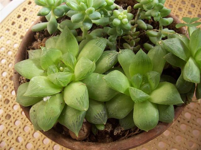 Haworthia turgida 