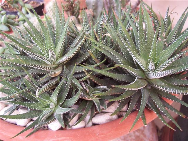 Haworthia Attenuata 