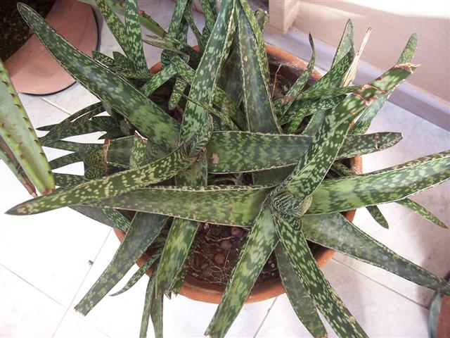 Gasteria verrucosa 