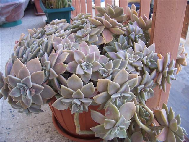 Graptopetalum paraguayense 