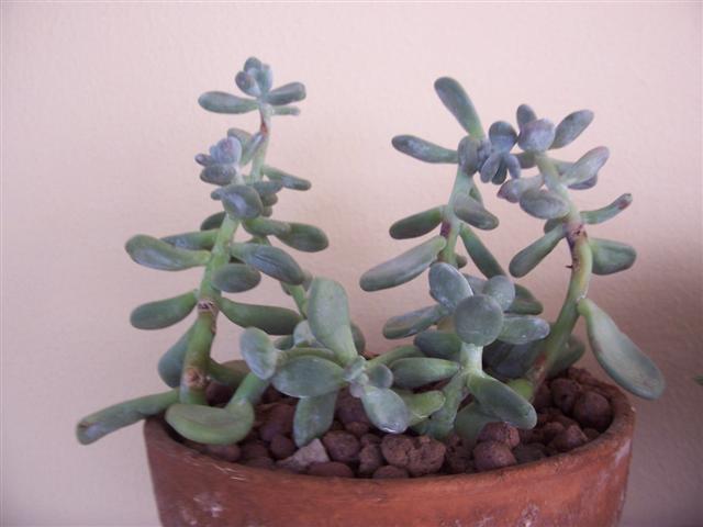 Pachyphytum oviferum 