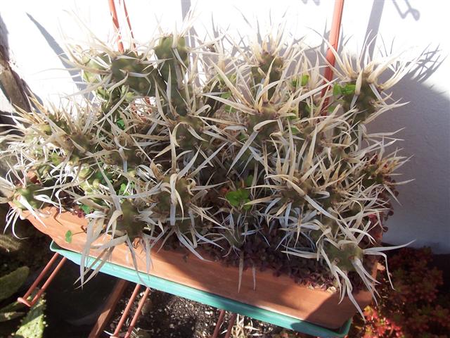 Tephrocactus articulatus 