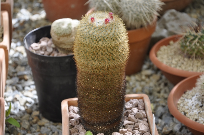 Mammillaria flavicentra 