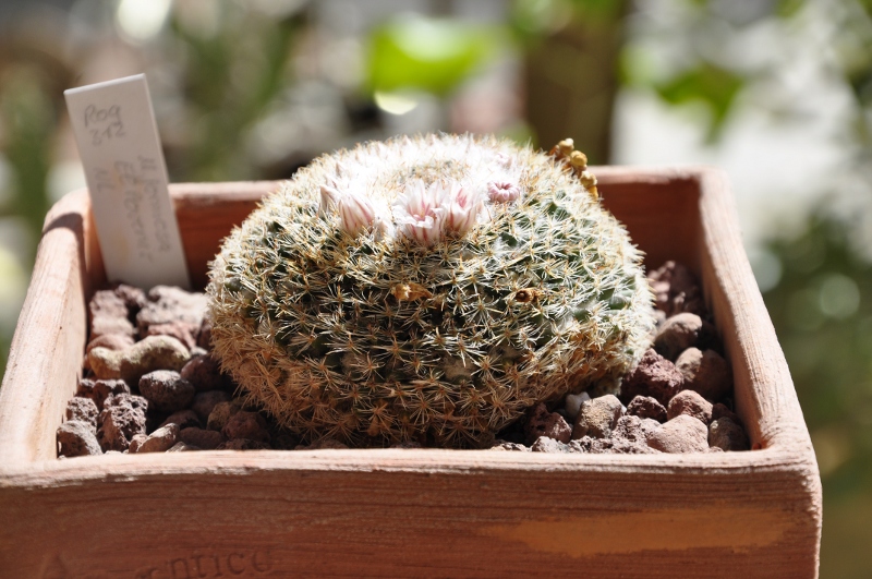 Mammillaria aff. formosa ROG312