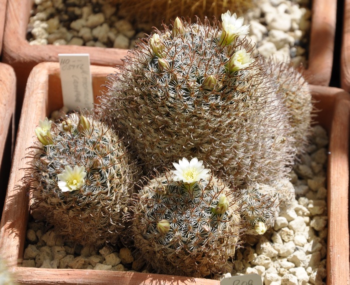 mammillaria monancistracantha