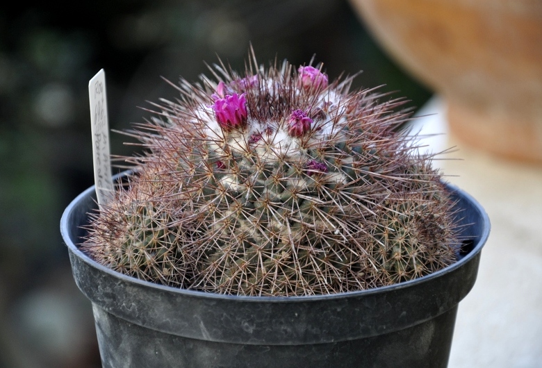 Mammillaria hertrichiana ROG696