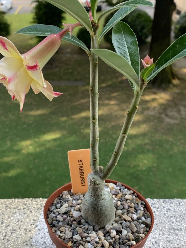 Adenium obesum 