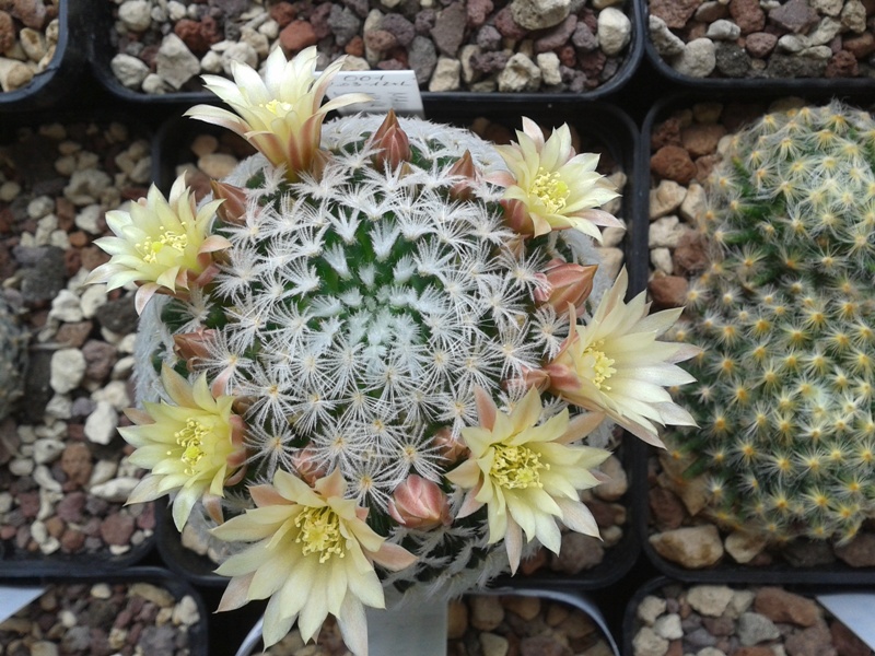 Mammillaria nana ssp. duwei 