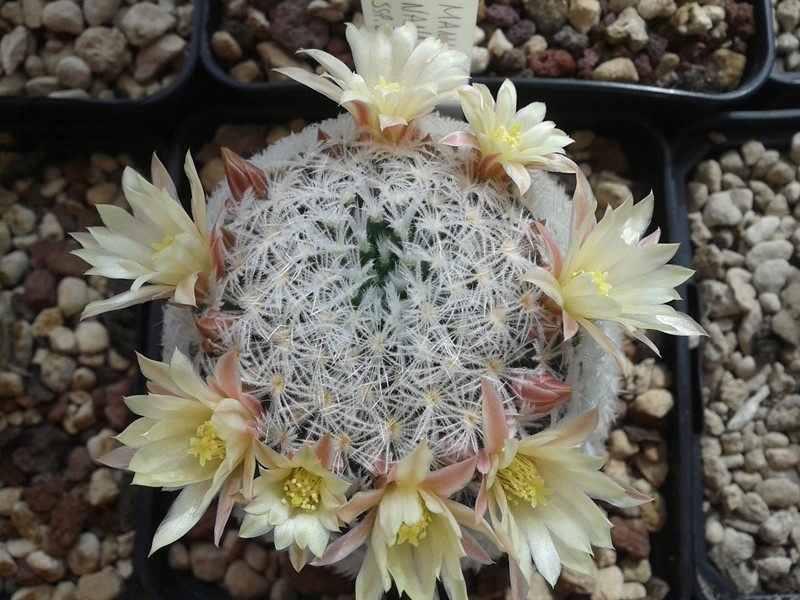 Mammillaria nana ssp. duwei 