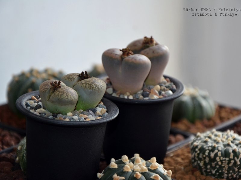  Astrophytum Asterias  & Lithops 