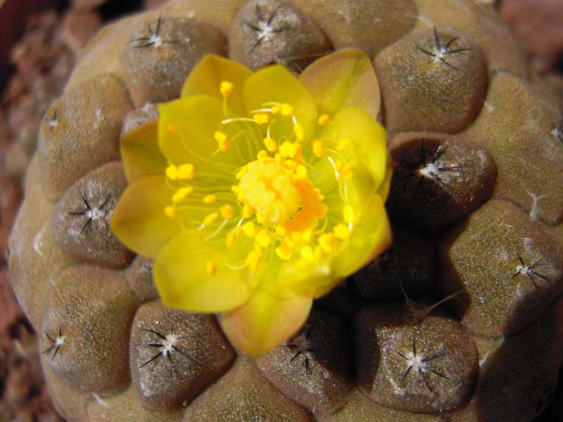 Copiapoa hypogaea 