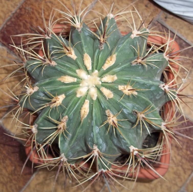 Ferocactus histrix 