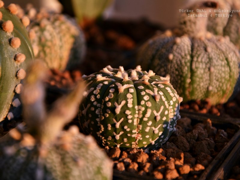 Astrophytum asterias cv. super kabuto v-type 