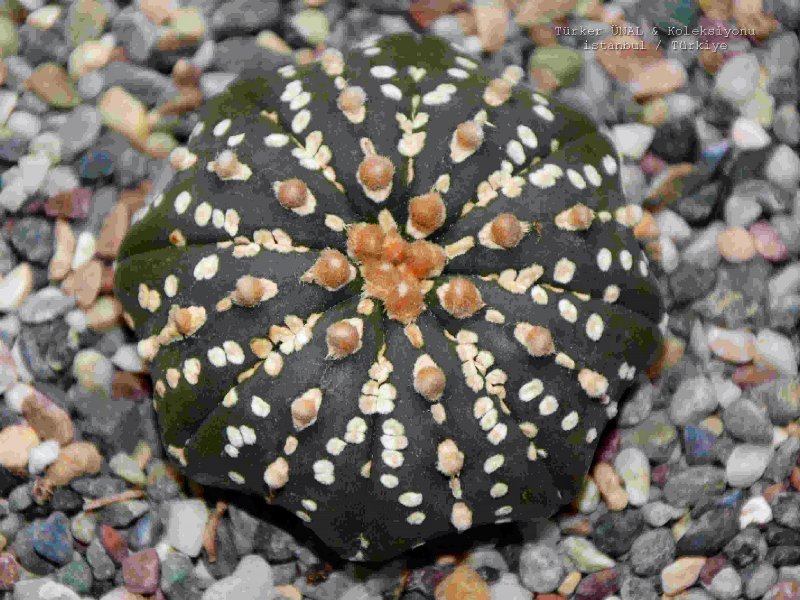 Astrophytum asterias cv. super kabuto 