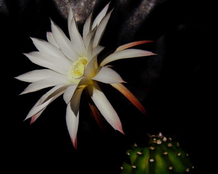 Echinopsis subdenudata 