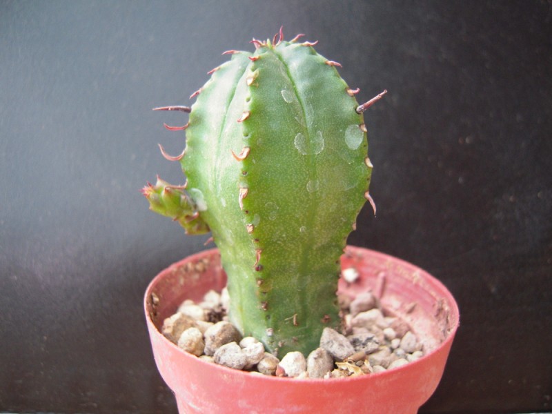 euphorbia pillansii