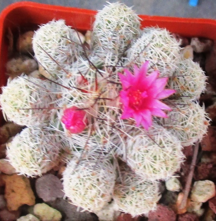 mammillaria vetula ssp. gracilis cv. ANTJE 