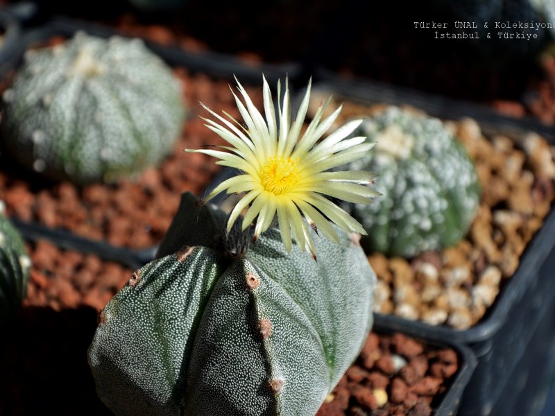 Astrophytum myriostigma f. quadricostatum 