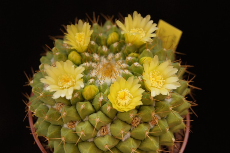 Mammillaria marksiana 