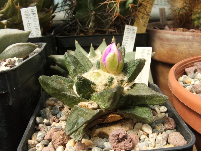 Ariocarpus scapharostrus 