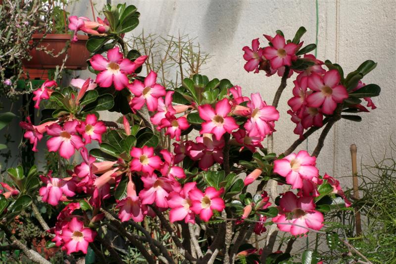 Adenium obesum 