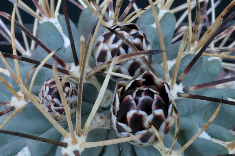 Ancistrocactus uncinatus 