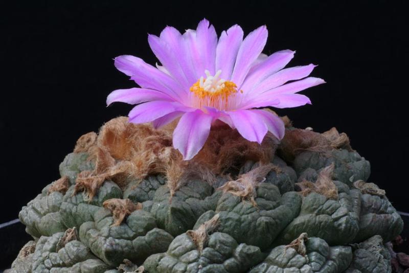 Ariocarpus fissuratus 